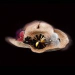 "Men accessories" of SUMMER 2009 Collections